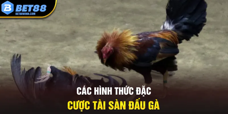 Các hình thức đặc cược tài sàn đấu gà