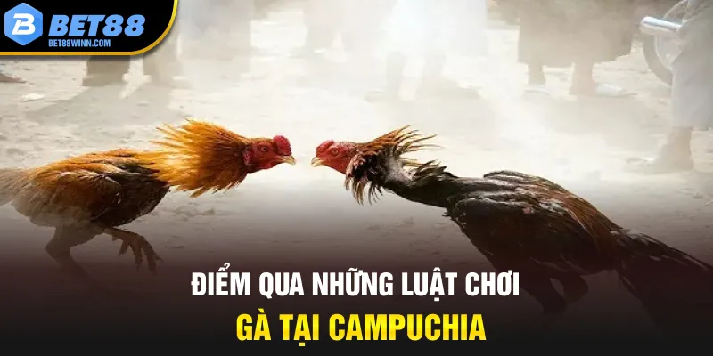 Điểm qua những luật chơi gà tại campuchia