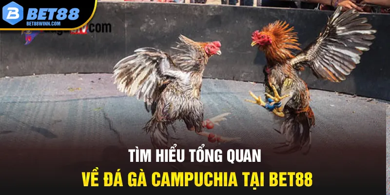 Tìm hiểu tổng quan về đá gà campuchia tại bet88